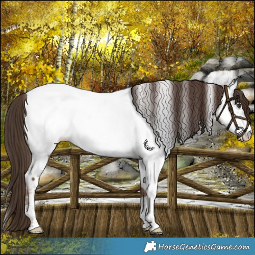 Horse Color:Liver Chestnut Frame Near Fewspot Rabicano 