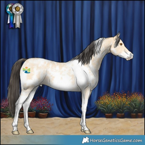 Horse Color:White Spotted Buckskin Sabino 