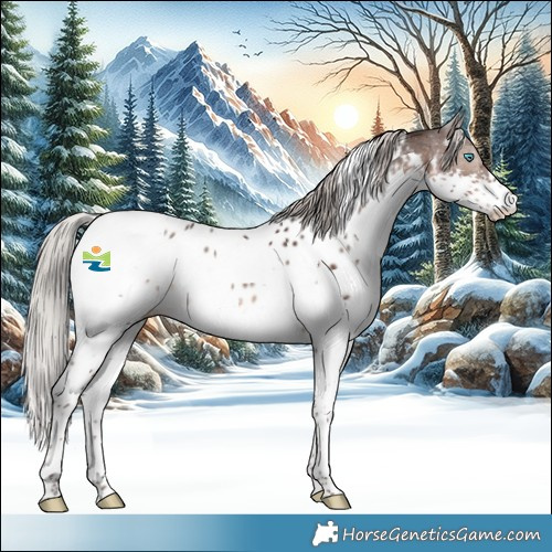 Horse Color:Silver Brown Splash Tobiano Near Leopard Rabicano 