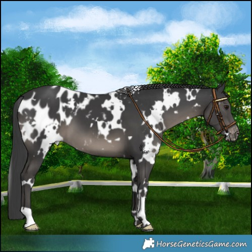 Horse Color:White Spotted Black Near Leopard 
