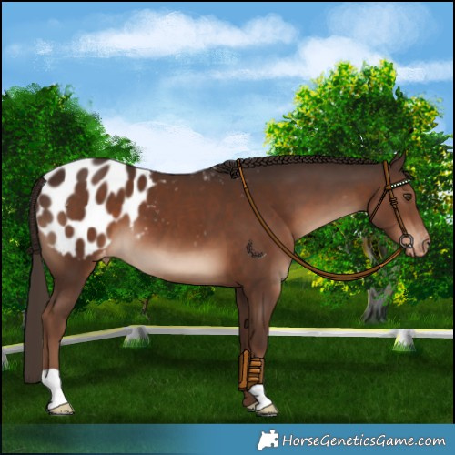 Horse Color:Liver Chestnut Appaloosa 