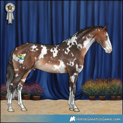 Horse Color:White Spotted Bay Sabino Appaloosa Rabicano 