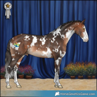 Horse Color:White Spotted Bay Sabino Appaloosa Rabicano 