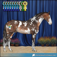 Horse Color:White Spotted Bay Sabino Varnish Rabicano 