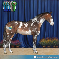 Horse Color:White Spotted Bay Sabino Appaloosa Rabicano