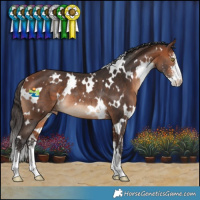 Horse Color:White Spotted Bay Sabino Varnish Rabicano 