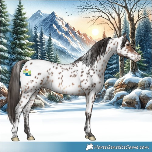 Horse Color:White Spotted Brown Appaloosa 