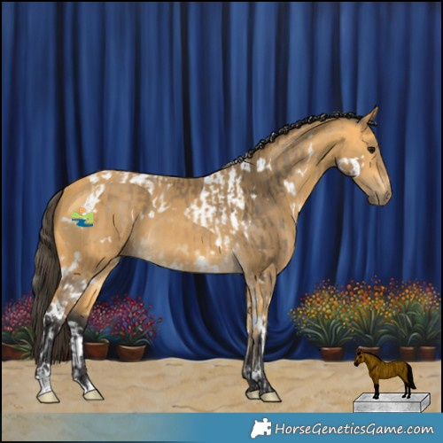 Horse Color:Buckskin Tobiano  and White Spotted Buckskin 