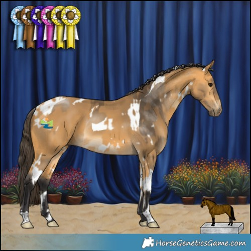 Horse Color:Buckskin Tobiano  and White Spotted Buckskin 