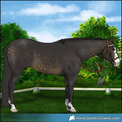 Horse Color:Buckskin Sabino 