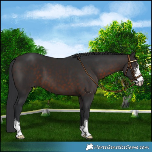 Horse Color:Brown Sabino 