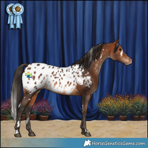 Horse Color:White Spotted Bay Appaloosa