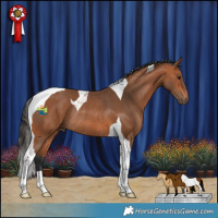 Horse Color:Bay Tobiano Rabicano 