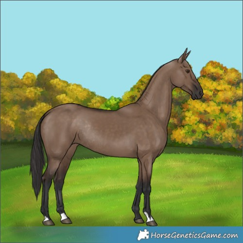 Horse Color:Liver Red Dun Rabicano