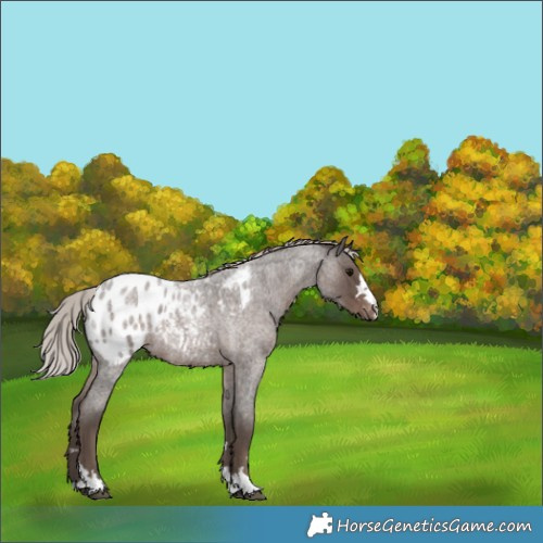 Horse Color:Silver Blue Roan Appaloosa