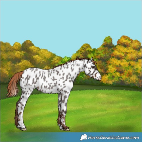 Horse Color:Liver Red Roan Appaloosa 