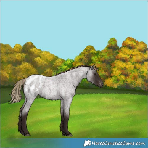Horse Color:Liver Red Roan Appaloosa Rabicano 
