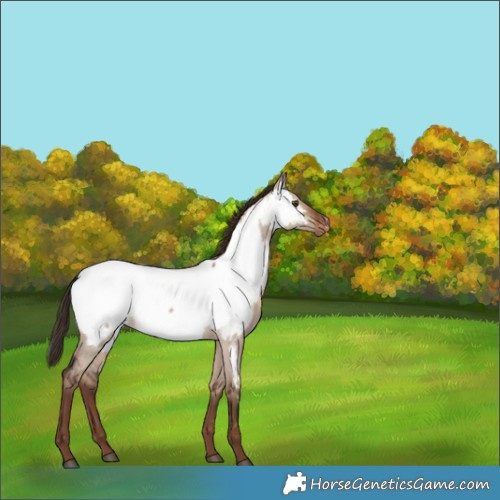 Horse Color:Liver Red Dun Roan Near Fewspot 