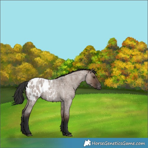 Horse Color:Liver Red Dun Roan Appaloosa