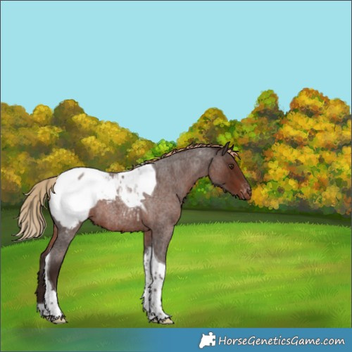 Horse Color:Liver Red Roan Tobiano Snowcap 