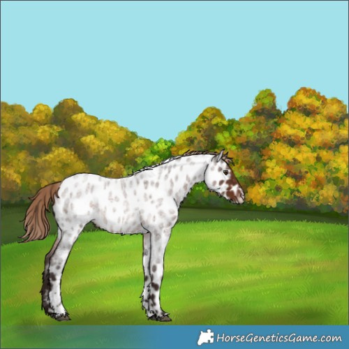Horse Color:Liver Red Roan Tobiano Near Leopard 
