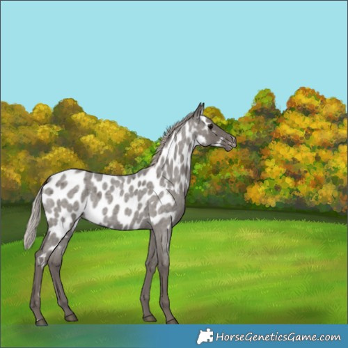 Horse Color:Silver Blue Roan Near Leopard Rabicano 