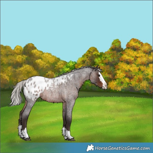 Horse Color:Silver Brown Roan Splash Appaloosa