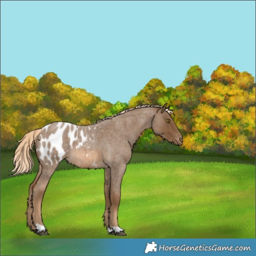 Horse Color:Chocolate Palomino Roan Blanket 