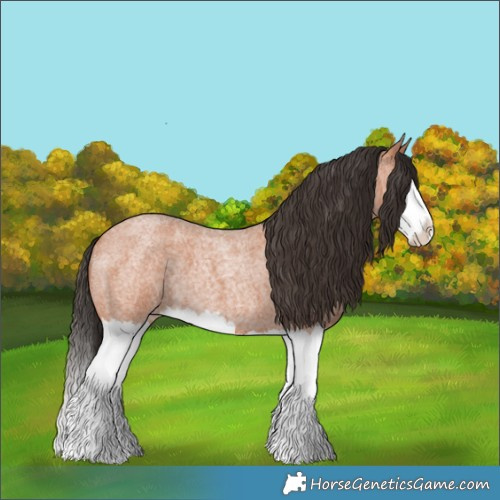 Horse Color:Bay Roan Splash