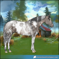 Horse Color:White Spotted Brown Dun Merle Tobiano