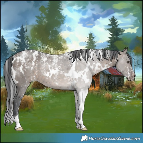 Horse Color:Powder White White Spotted Brown Dun Merle