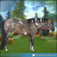 Horse Color:White Spotted Brown Dun Tobiano 