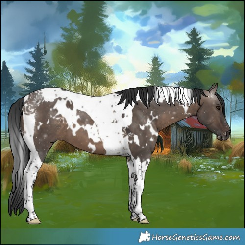 Horse Color:White Spotted Brown Dun Tobiano