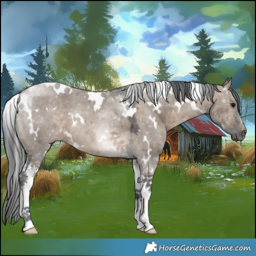 Horse Color:White Spotted Brown Dun Merle Tobiano 