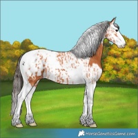 Horse Color:Bay Splash Tobiano Blanket  and Bay Splash Tobiano Blanket 