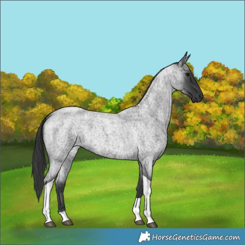 Horse Color:Blue Roan Tobiano 