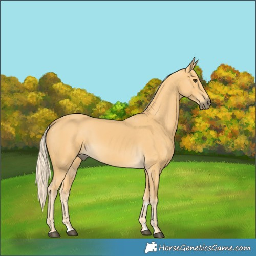 Horse Color:Palomino
