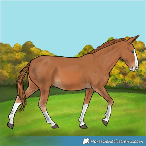 Horse Color:Chestnut Splash