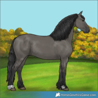 Horse Color:Grullo Rabicano 