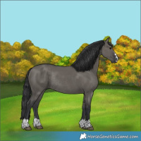 Horse Color:Grullo Rabicano 