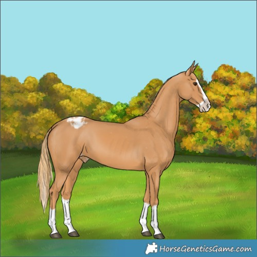 Horse Color:Chestnut Splash Appaloosa