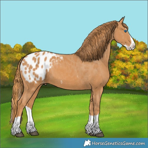 Horse Color:Chestnut Splash Appaloosa 
