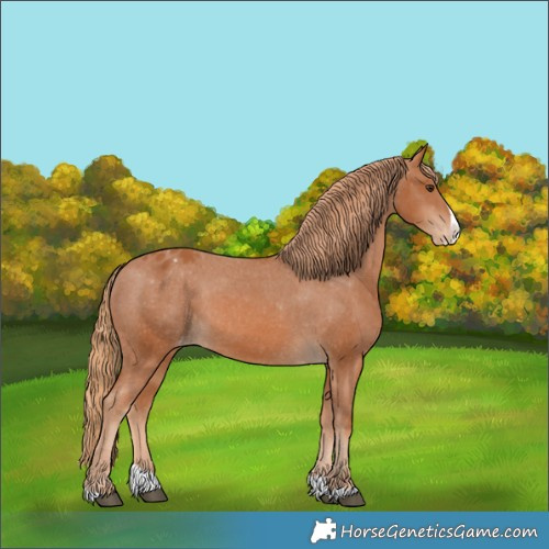 Horse Color:Chestnut Splash Appaloosa