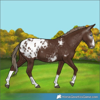 Horse Color:Gray Chestnut Splash Appaloosa
