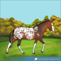 Horse Color:Bay Splash Appaloosa 
