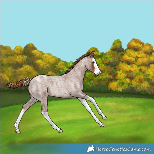 Horse Color:Gray Red Roan Splash Varnish 