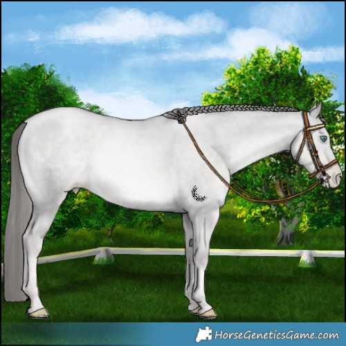 Horse Color:Platinum Smoky Grullo Pearl 
