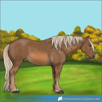 Horse Color:Chocolate Palomino 