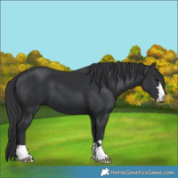 Horse Color:Black 