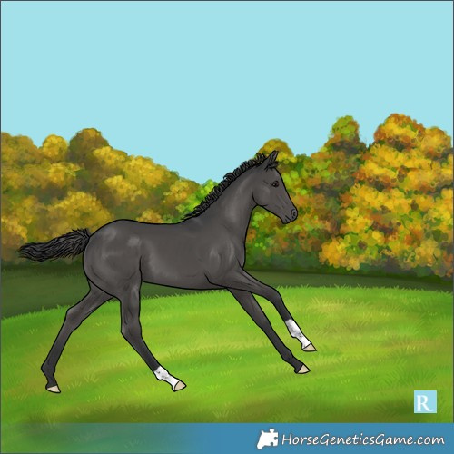 Horse Color:Black 